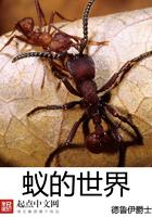 蚂蚁的地下世界